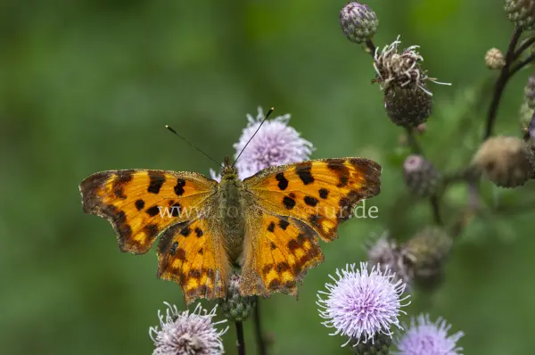 Fokus-Natur Bild