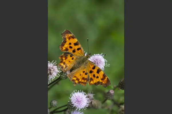 Fokus-Natur Bild