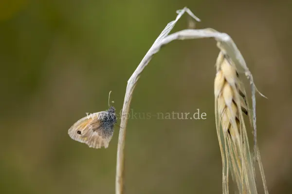 Fokus-Natur Bild