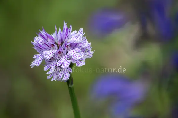 Fokus-Natur Bild