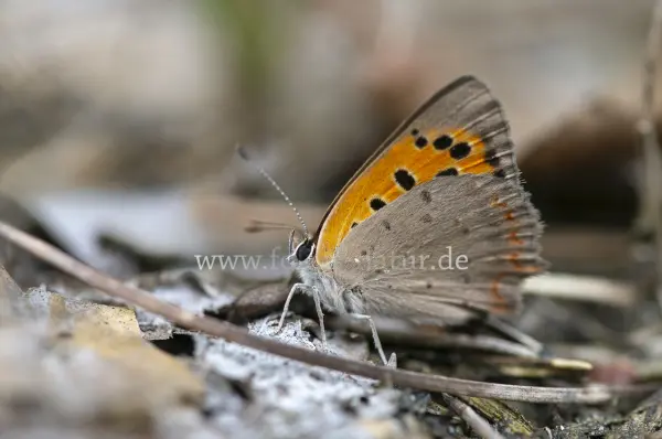 Fokus-Natur Bild