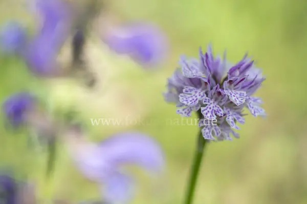 Fokus-Natur Bild