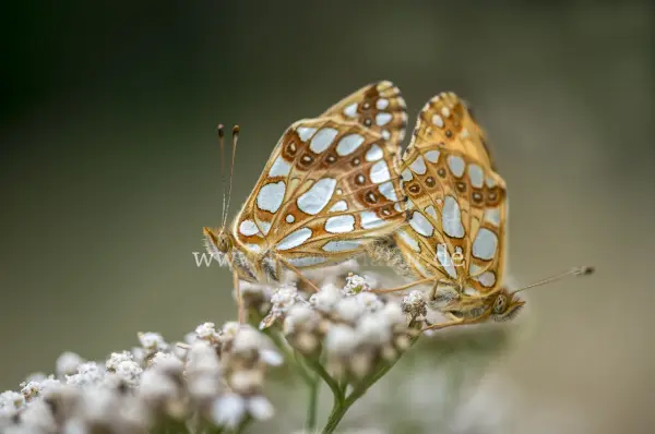Fokus-Natur Bild