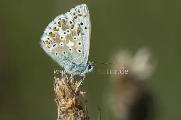 Fokus-Natur Bild