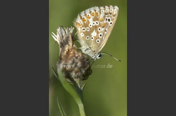 Fokus-Natur Bild