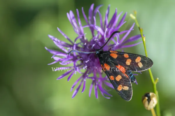 Fokus-Natur Bild
