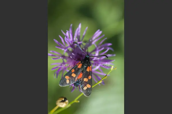 Fokus-Natur Bild
