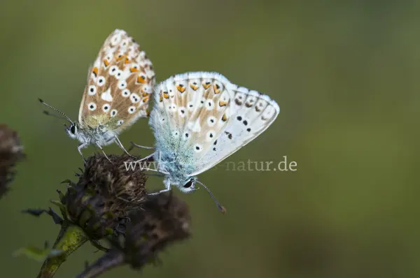 Fokus-Natur Bild