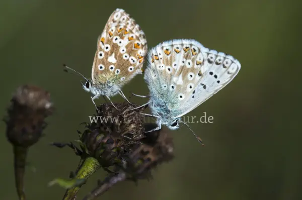 Fokus-Natur Bild
