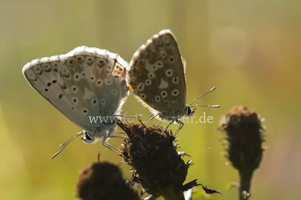 Fokus-Natur Bild