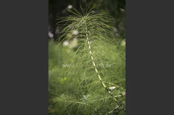 Fokus-Natur Bild