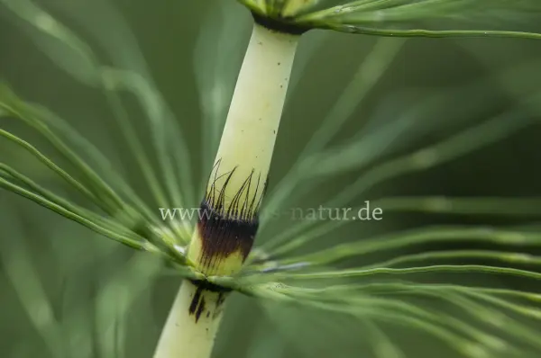 Fokus-Natur Bild