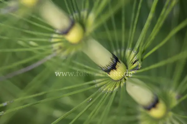Fokus-Natur Bild