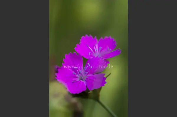 Fokus-Natur Bild