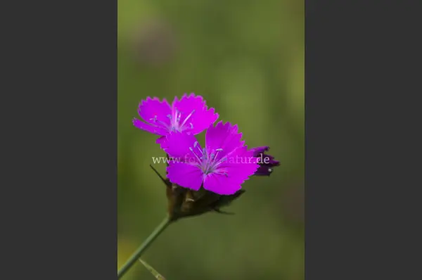 Fokus-Natur Bild