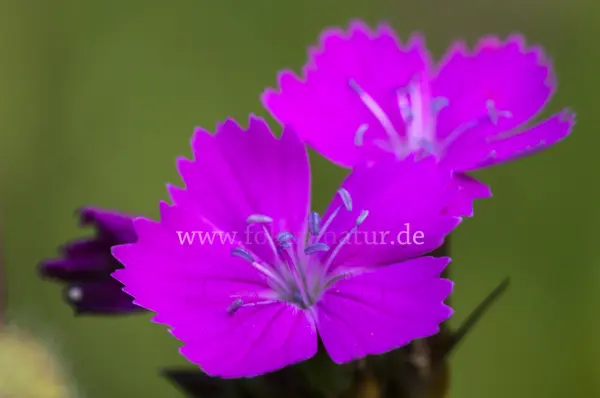 Fokus-Natur Bild