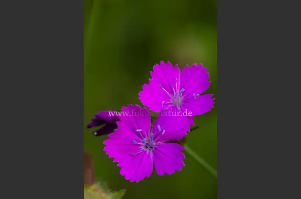 Fokus-Natur Bild