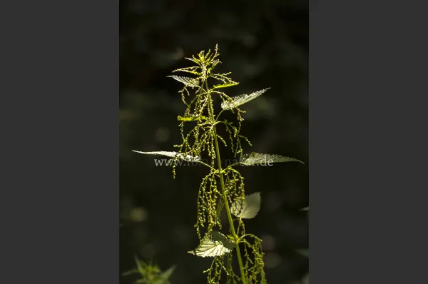 Fokus-Natur Bild
