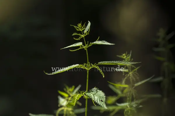 Fokus-Natur Bild