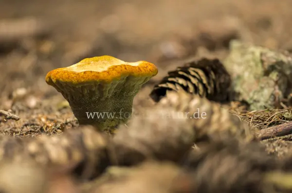 Fokus-Natur Bild