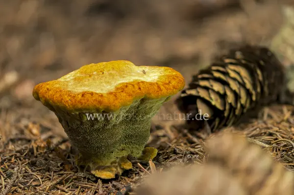 Fokus-Natur Bild