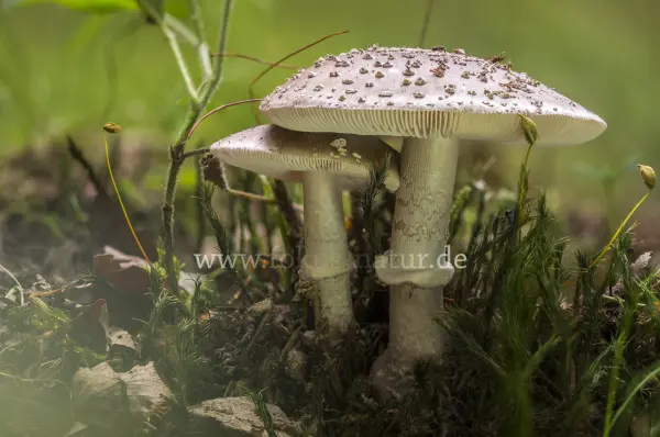 Fokus-Natur Bild