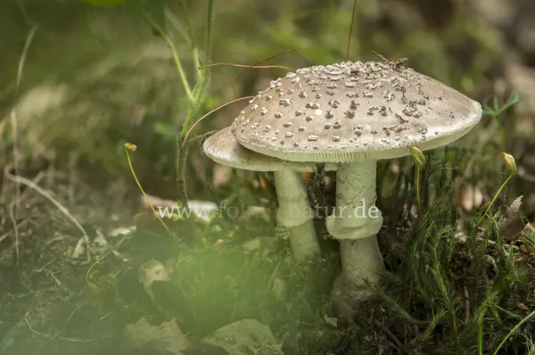 Fokus-Natur Bild