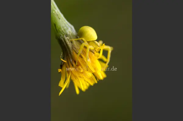 Fokus-Natur Bild