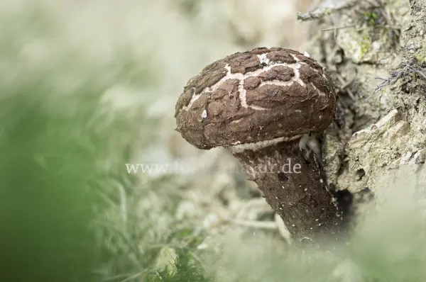 Fokus-Natur Bild
