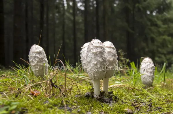 Fokus-Natur Bild
