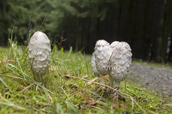 Fokus-Natur Bild