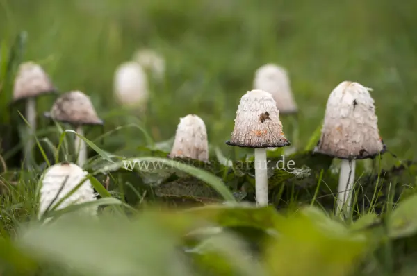 Fokus-Natur Bild