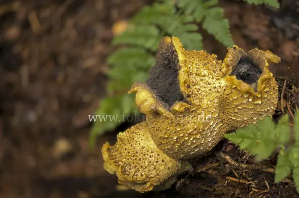 Fokus-Natur Bild