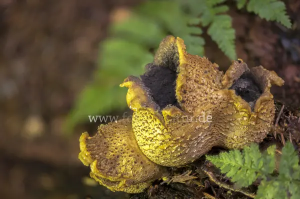 Fokus-Natur Bild