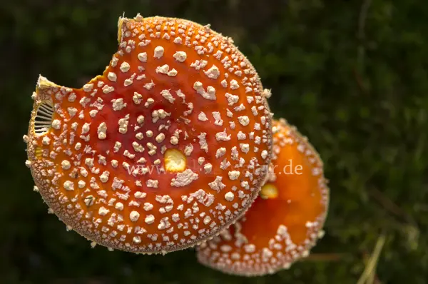 Fokus-Natur Bild