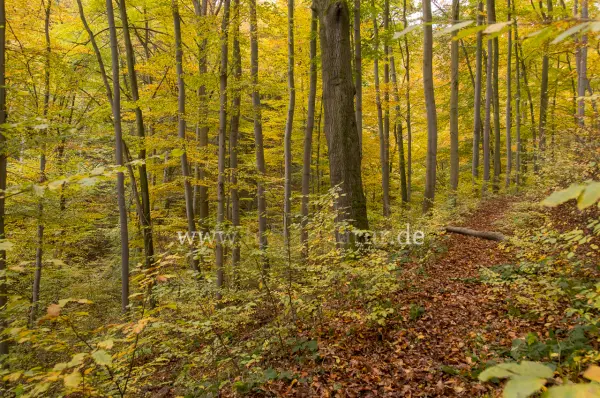 Fokus-Natur Bild