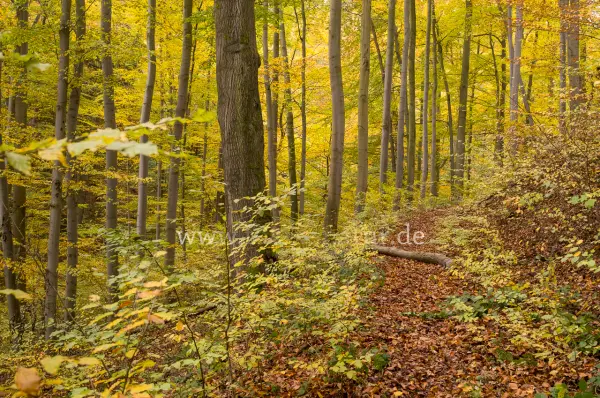 Fokus-Natur Bild