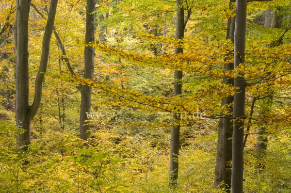 Fokus-Natur Bild