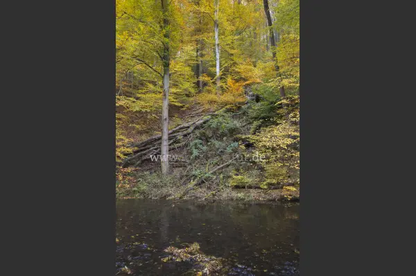 Fokus-Natur Bild