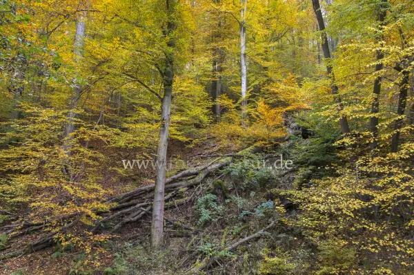 Fokus-Natur Bild