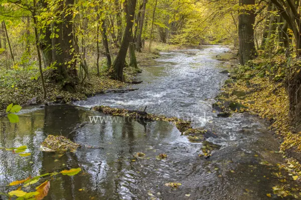 Fokus-Natur Bild
