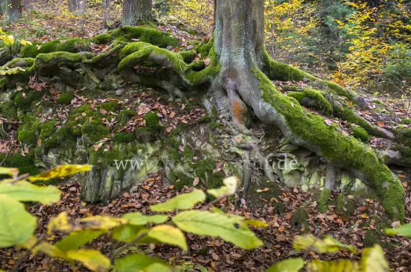Fokus-Natur Bild