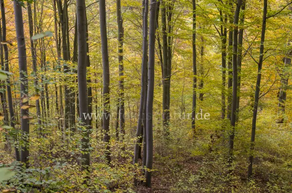 Fokus-Natur Bild