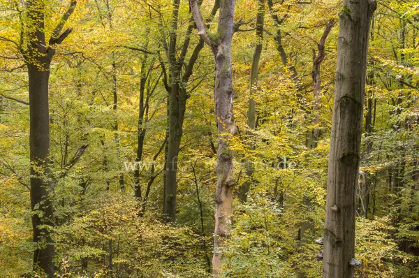 Fokus-Natur Bild