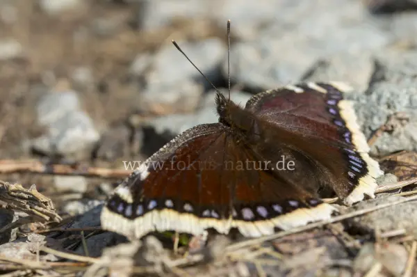 Fokus-Natur Bild