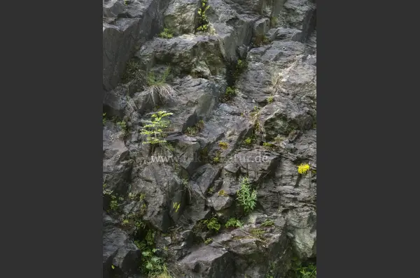 Fokus-Natur Bild