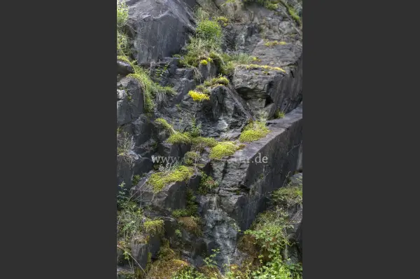 Fokus-Natur Bild