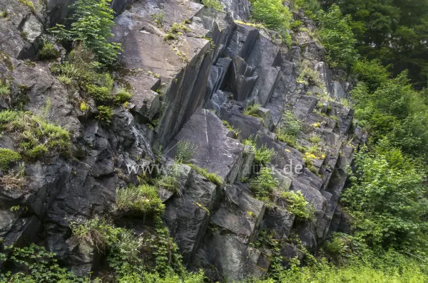 Fokus-Natur Bild