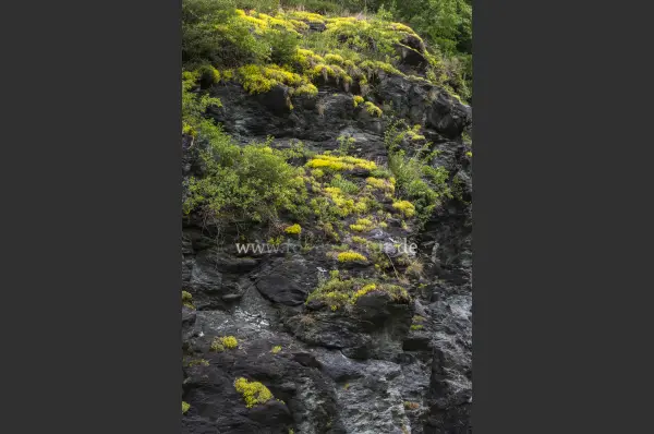 Fokus-Natur Bild