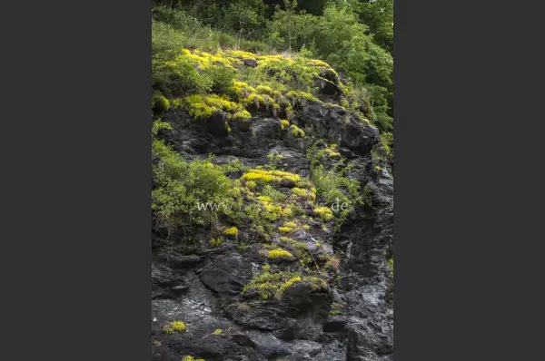 Fokus-Natur Bild